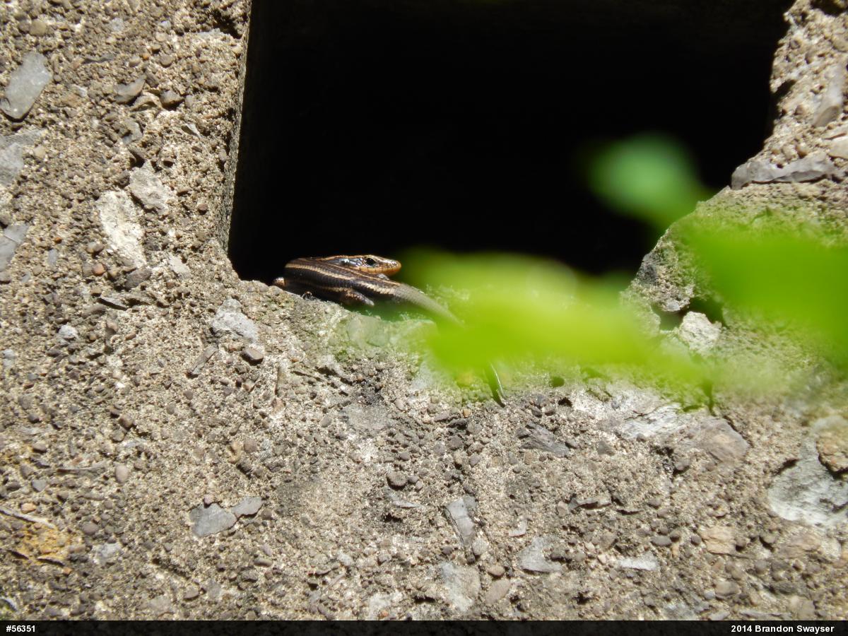 Common Five-lined Skink