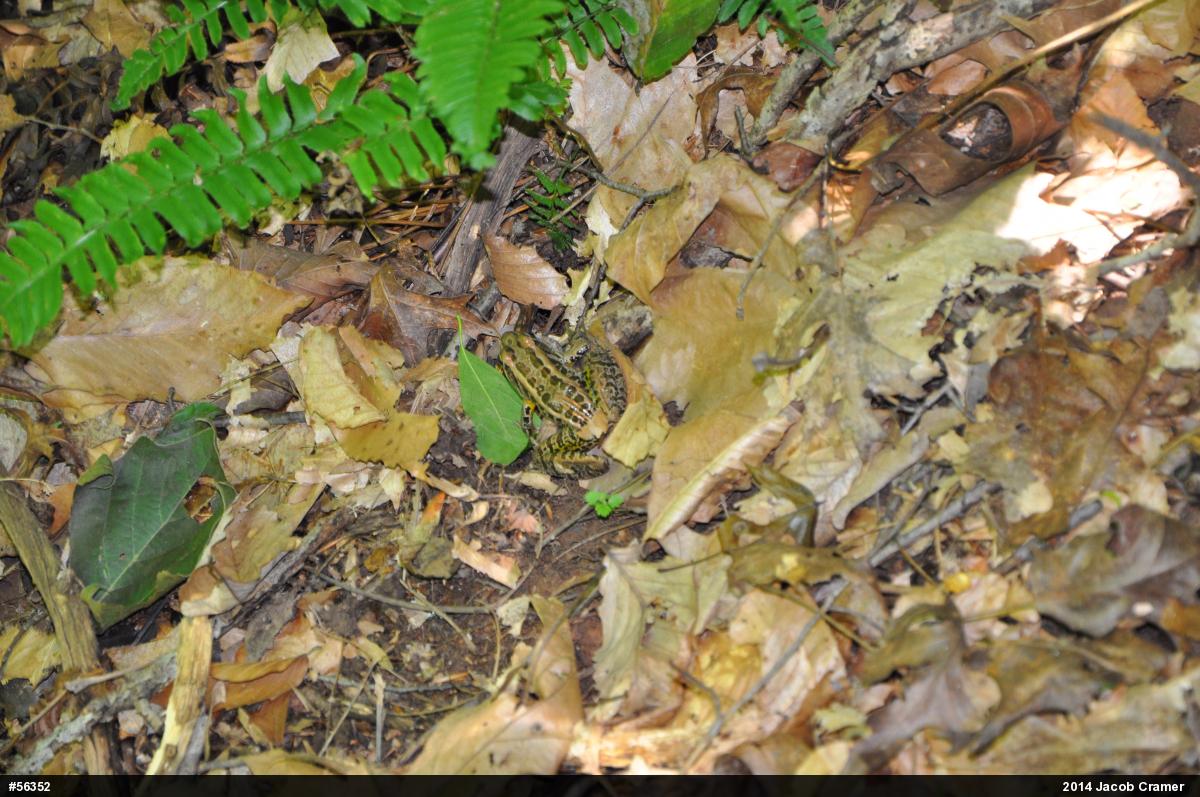 Pickerel Frog