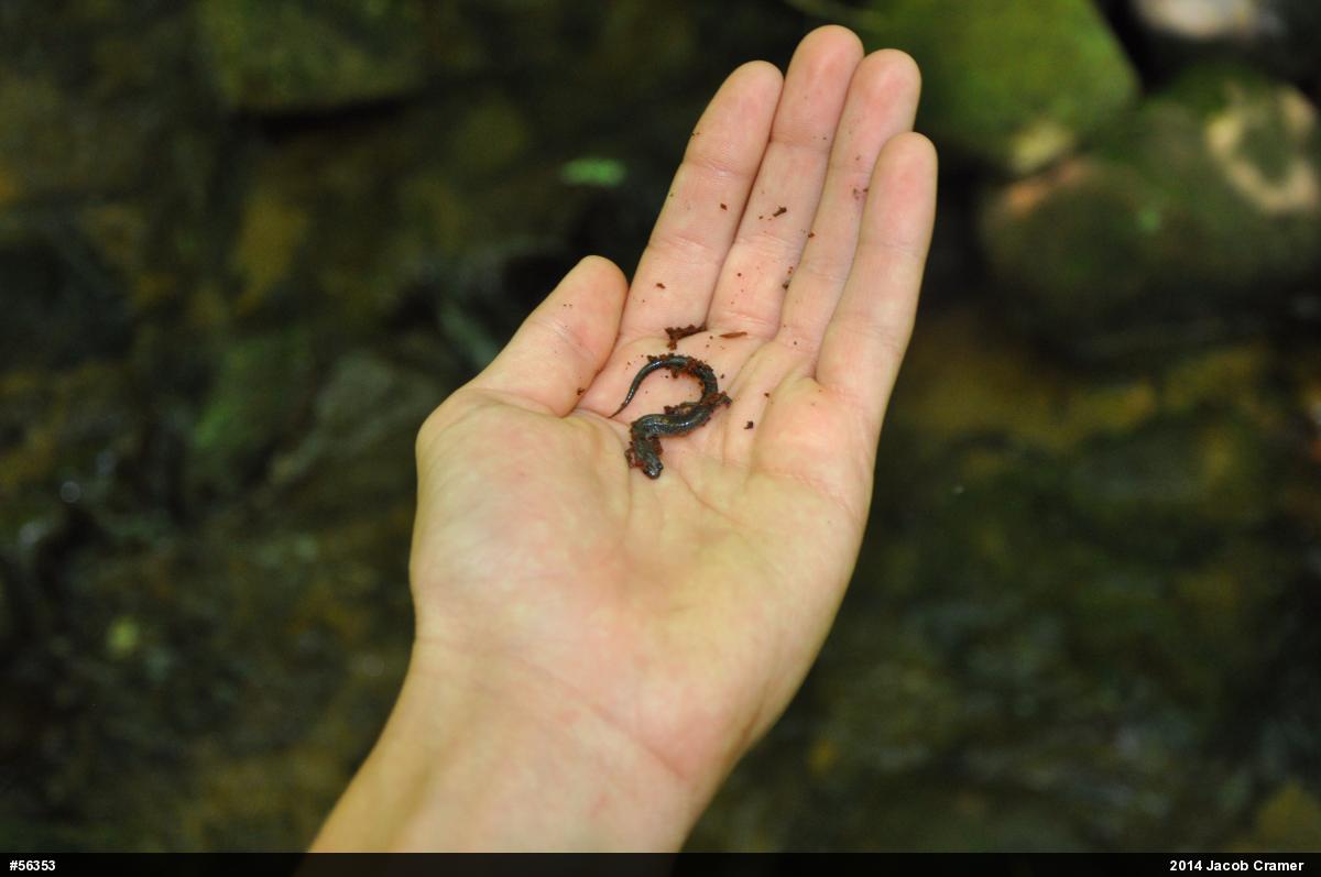 Eastern Red-backed  Salamander