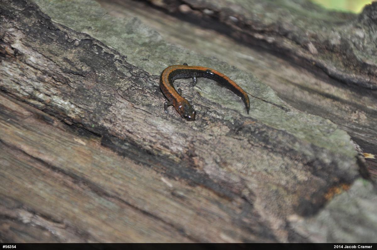 Eastern Red-backed  Salamander