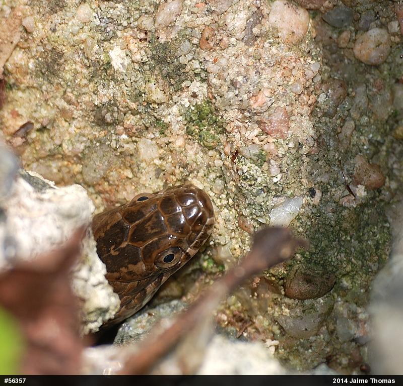 Northern Watersnake