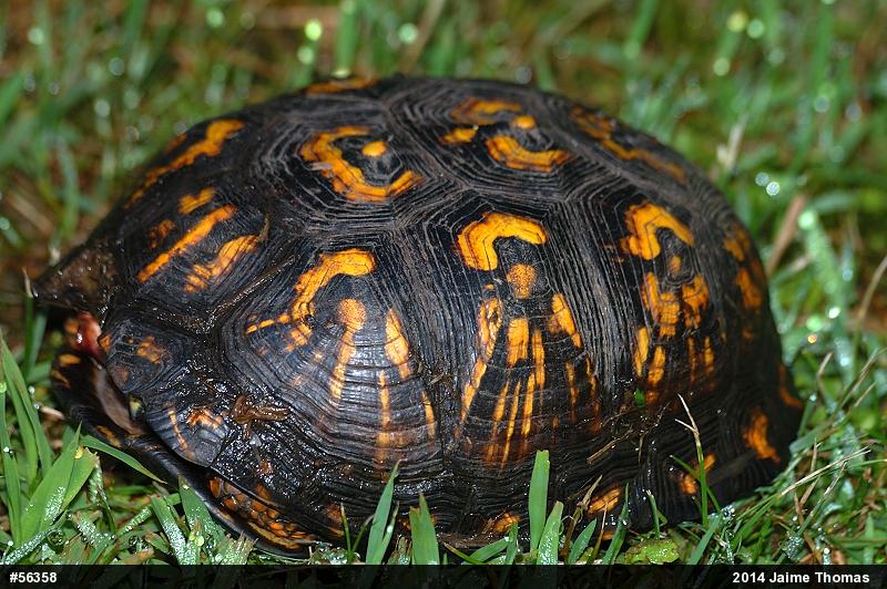 Eastern Box Turtle
