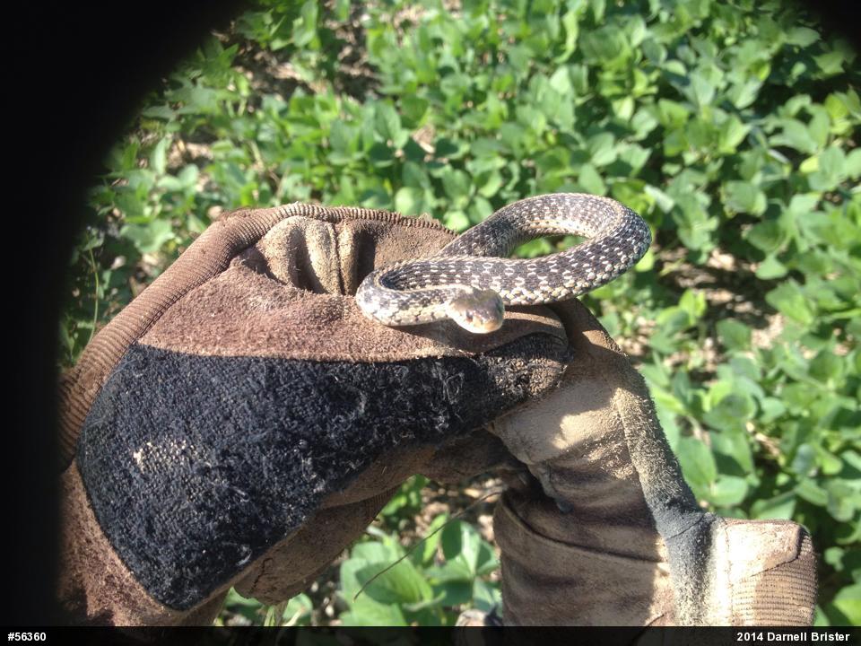 Eastern Gartersnake