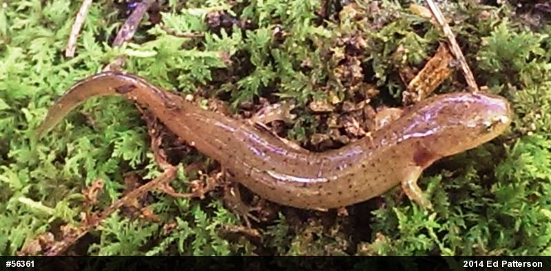 Northern Red Salamander