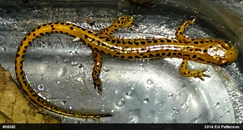Eastern Long-tailed Salamander