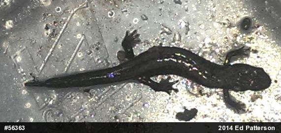 Allegheny Mountain Dusky Salamander
