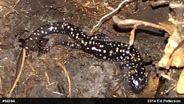 Northern Slimy Salamander