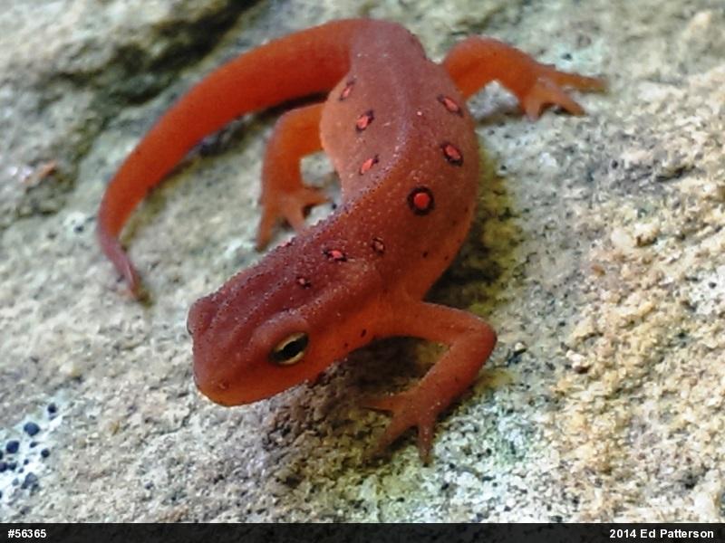 Red-spotted Newt