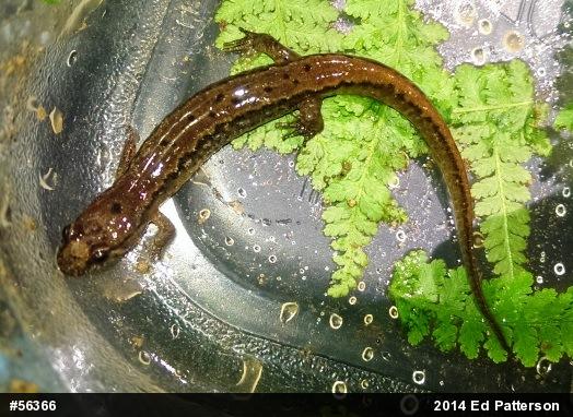 Northern Dusky Salamander