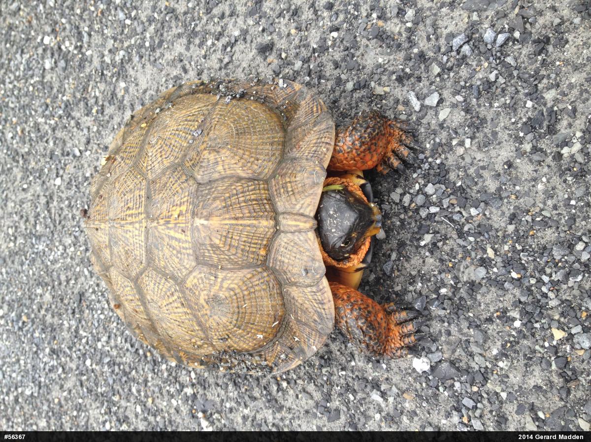 Wood Turtle