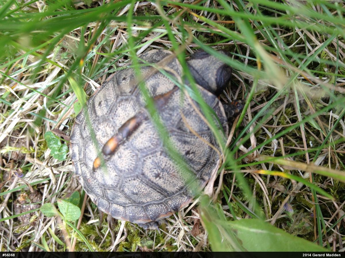 Eastern Box Turtle