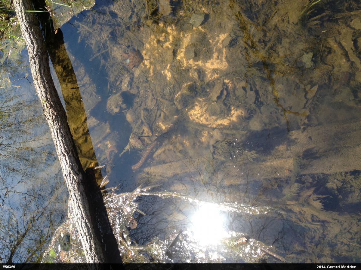Northern Watersnake