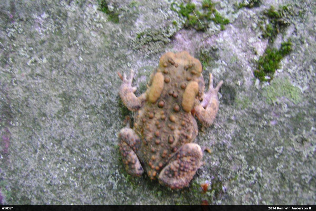 Eastern American Toad