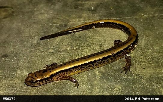 Northern Two-lined Salamander
