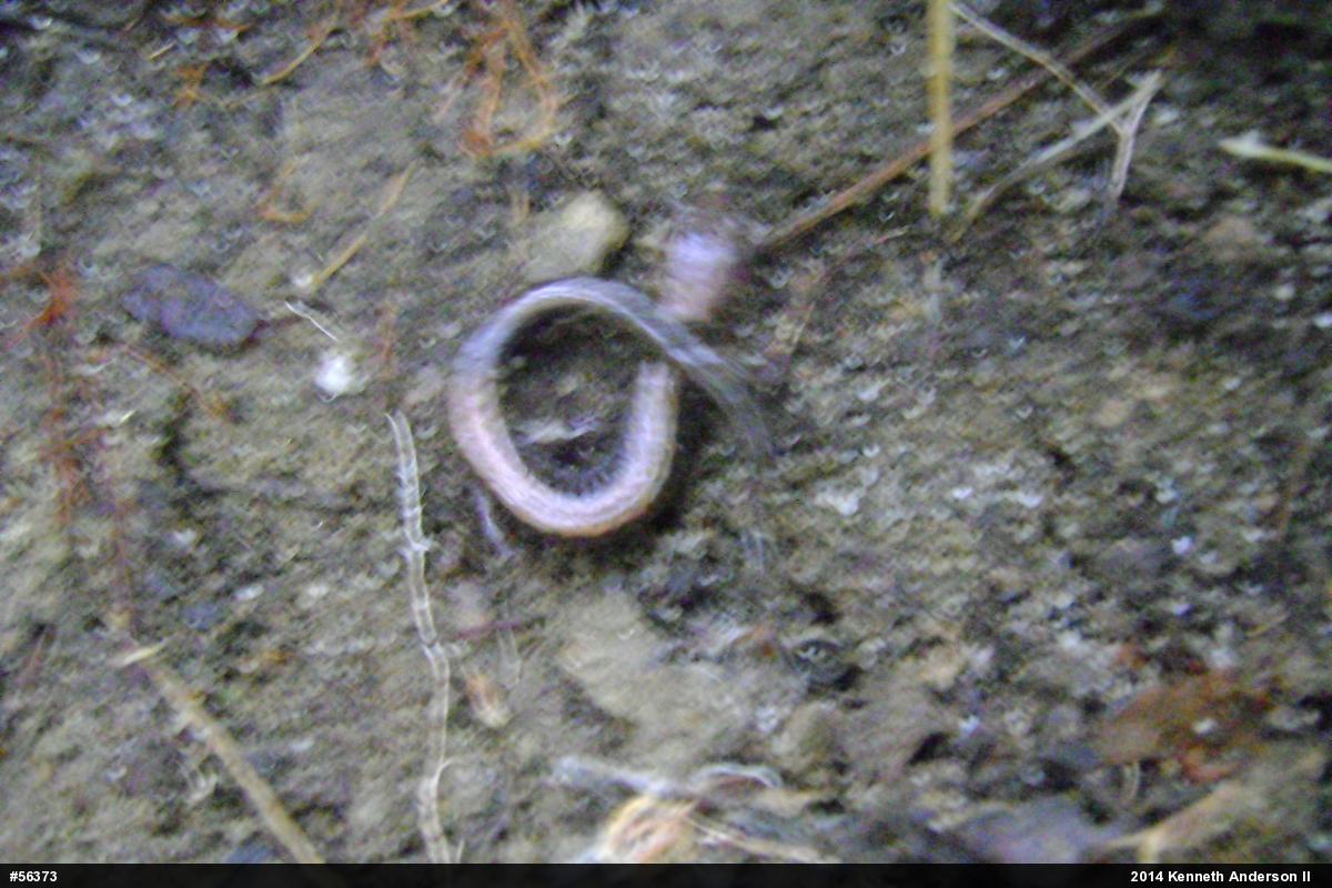Eastern Red-backed  Salamander