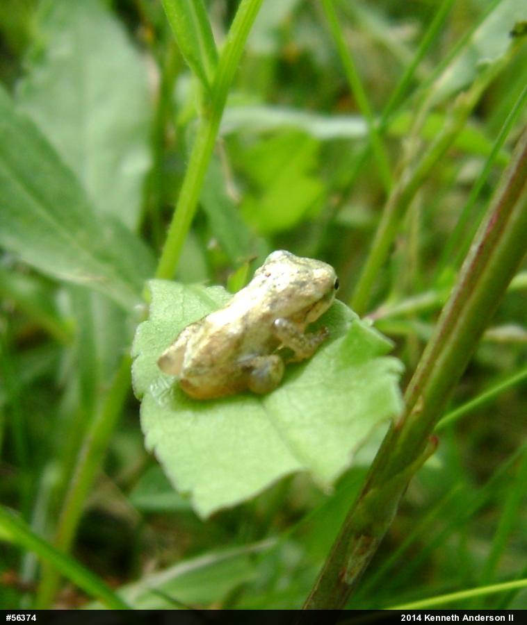 Spring Peeper