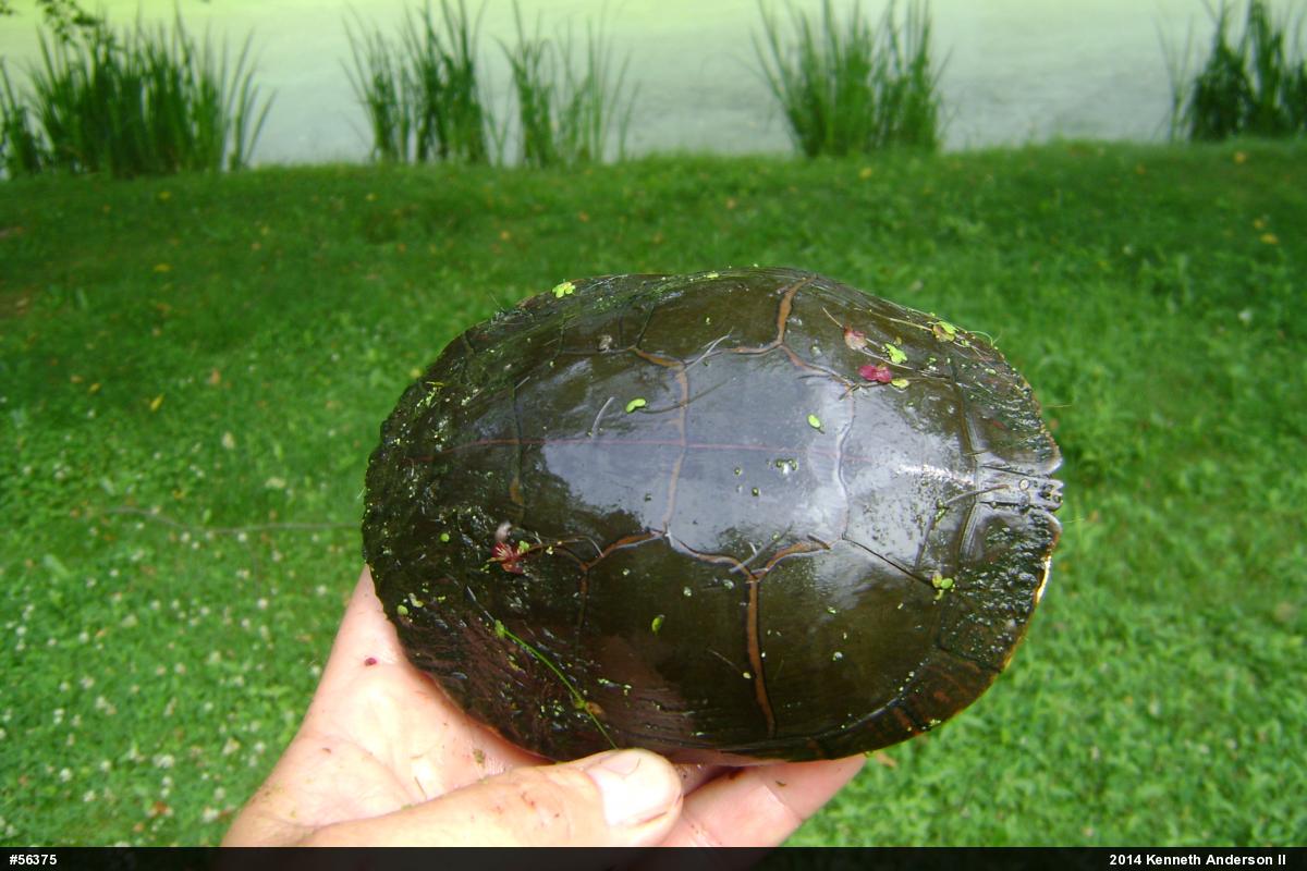 Midland Painted Turtle