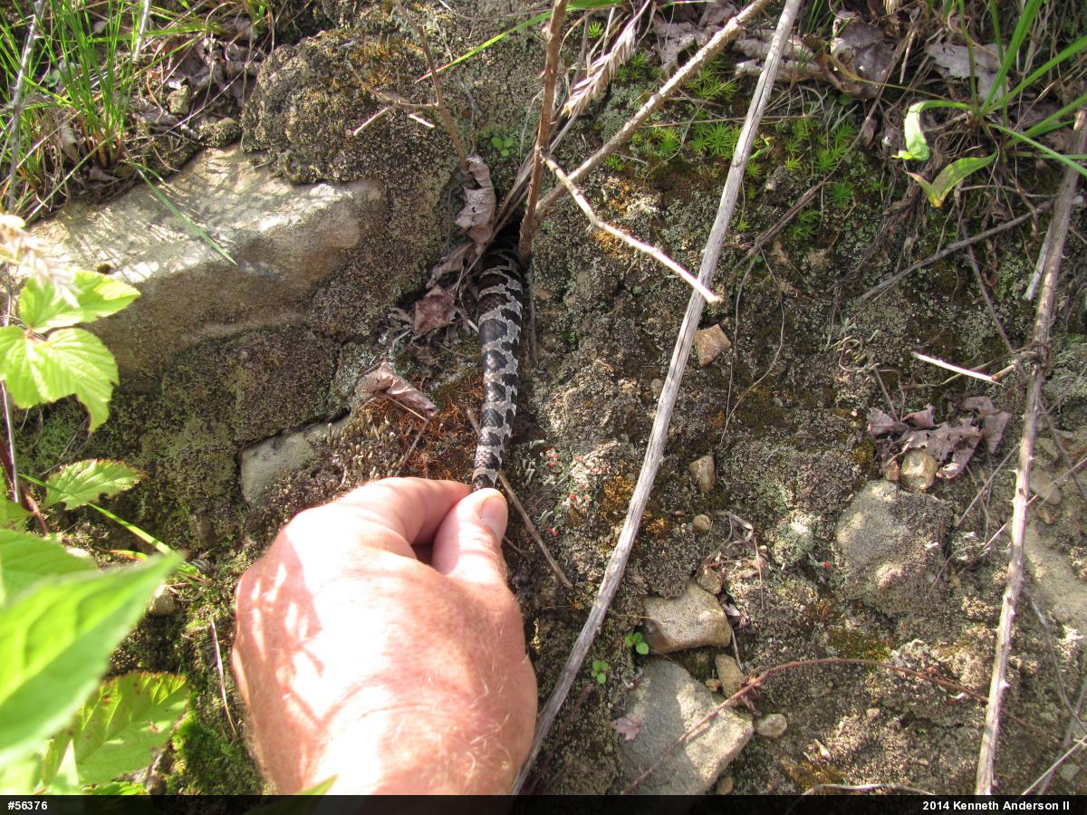 Eastern Milksnake