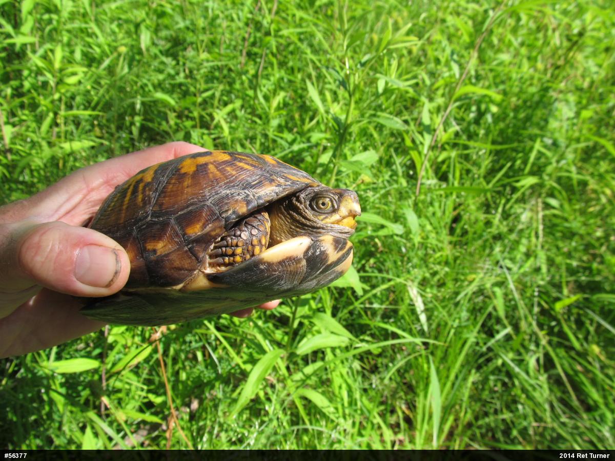Eastern Box Turtle
