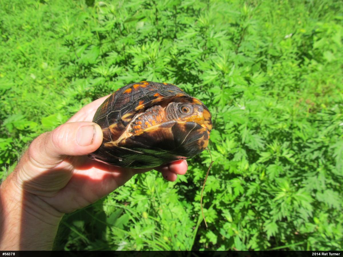 Eastern Box Turtle