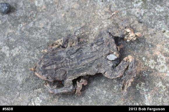 True Toads