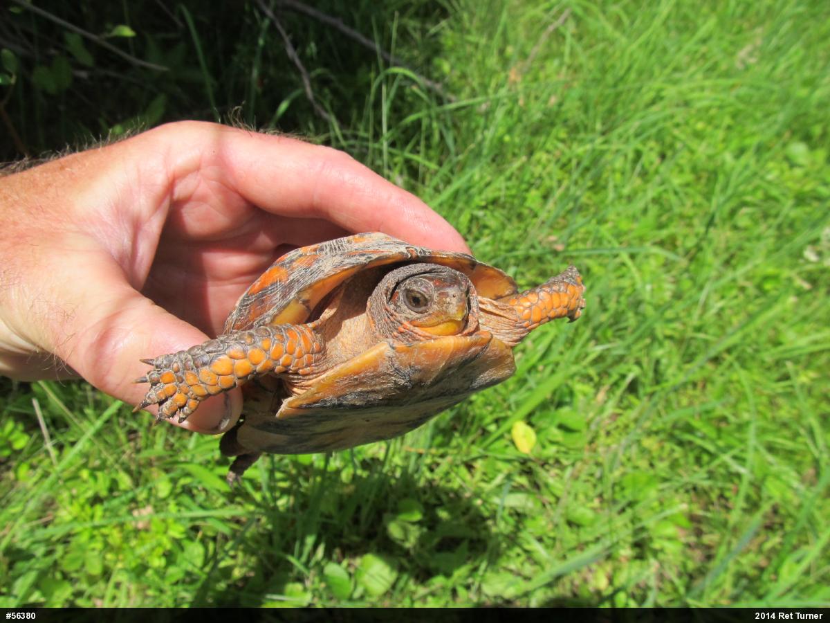Eastern Box Turtle