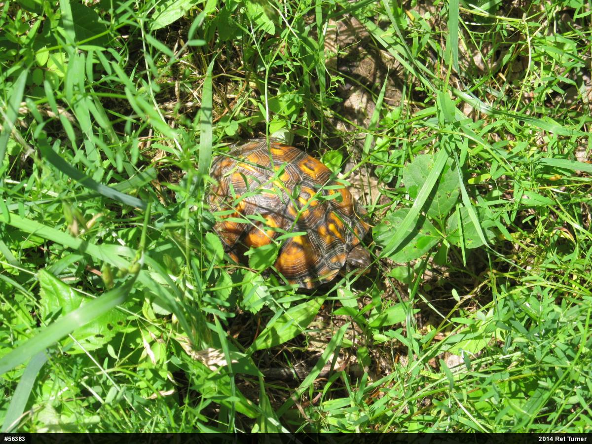Eastern Box Turtle