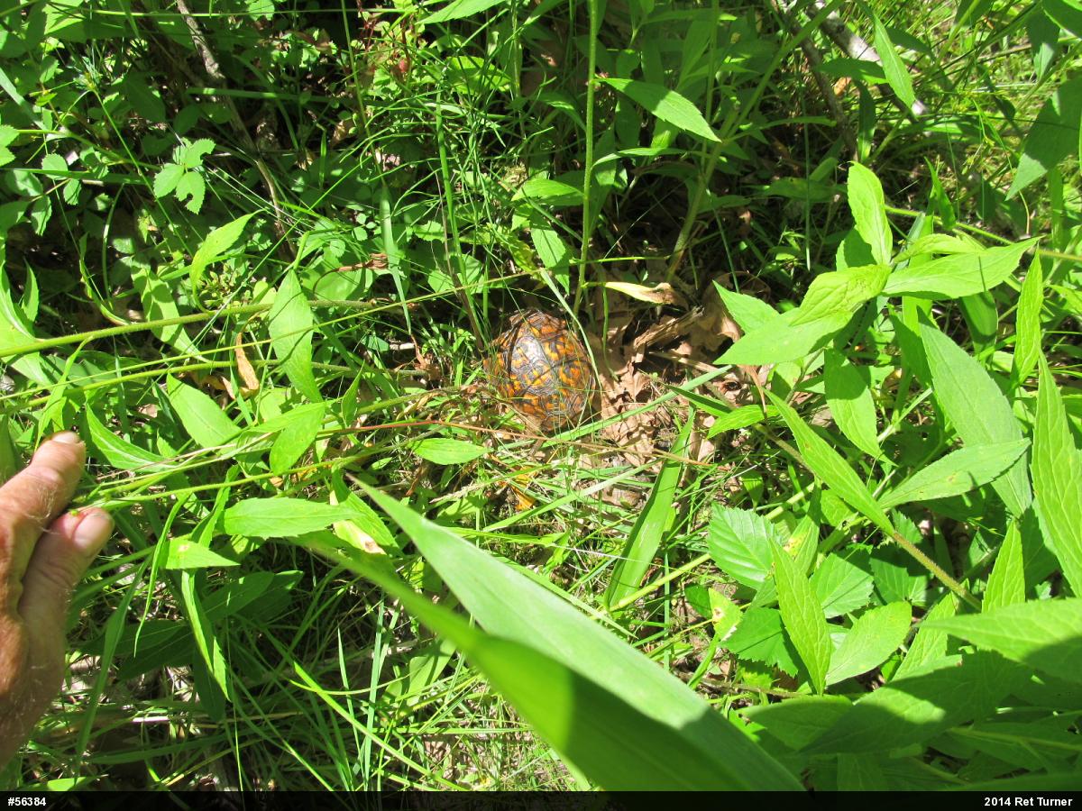 Eastern Box Turtle
