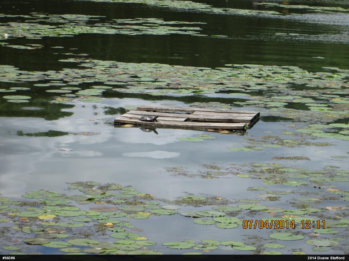 Painted Turtle