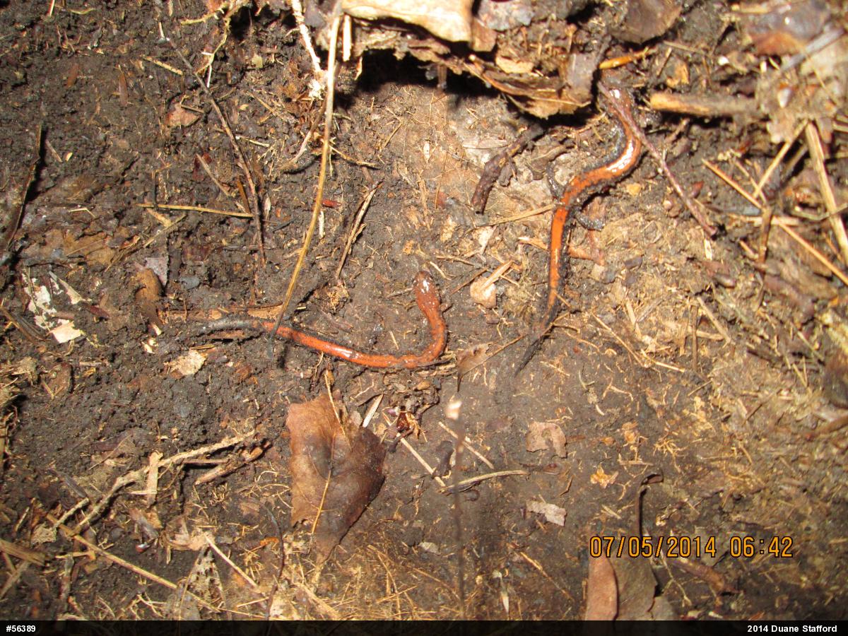 Eastern Red-backed  Salamander