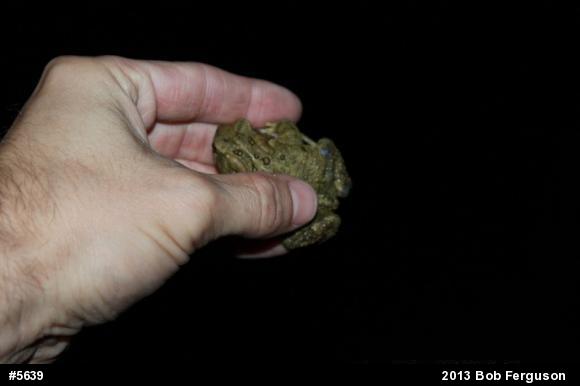 Eastern American Toad