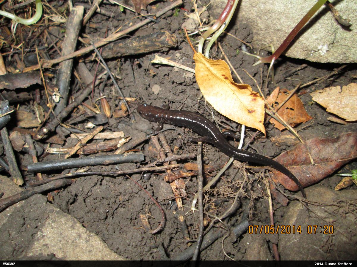 Allegheny Mountain Dusky Salamander