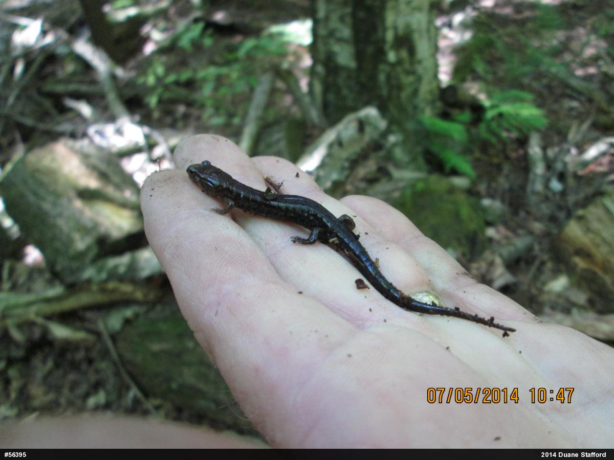 Allegheny Mountain Dusky Salamander