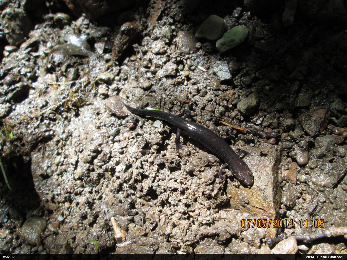 Northern Dusky Salamander