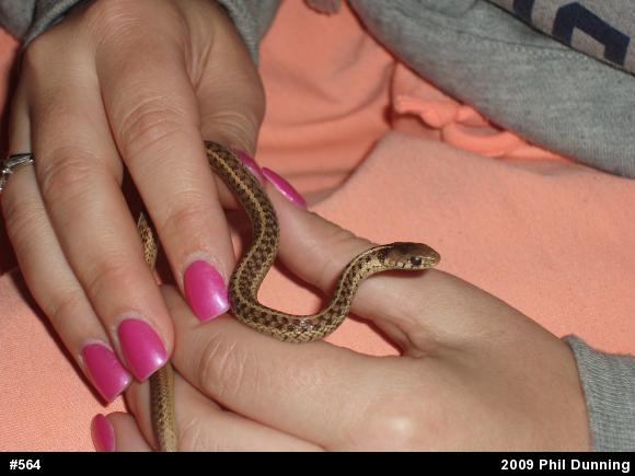 Eastern Gartersnake