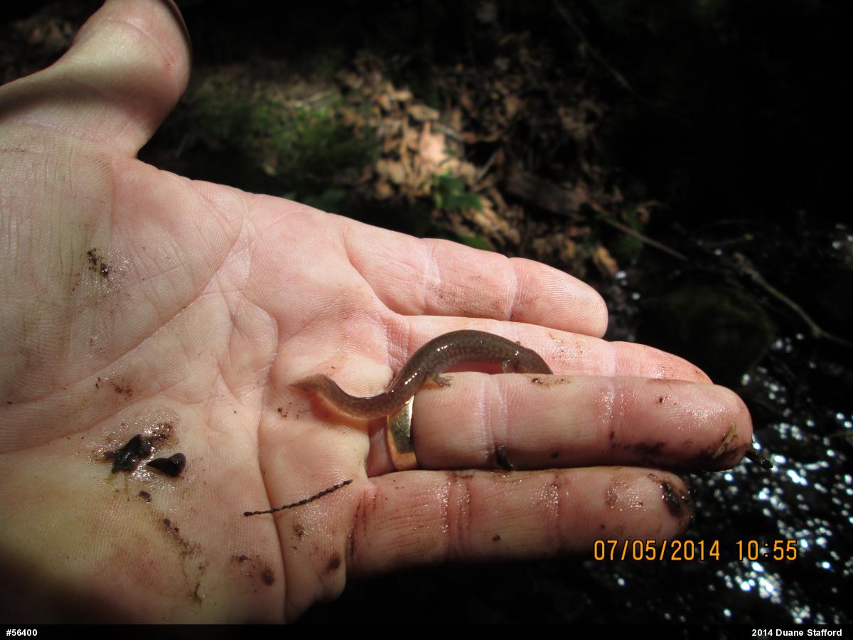 Northern Spring Salamander