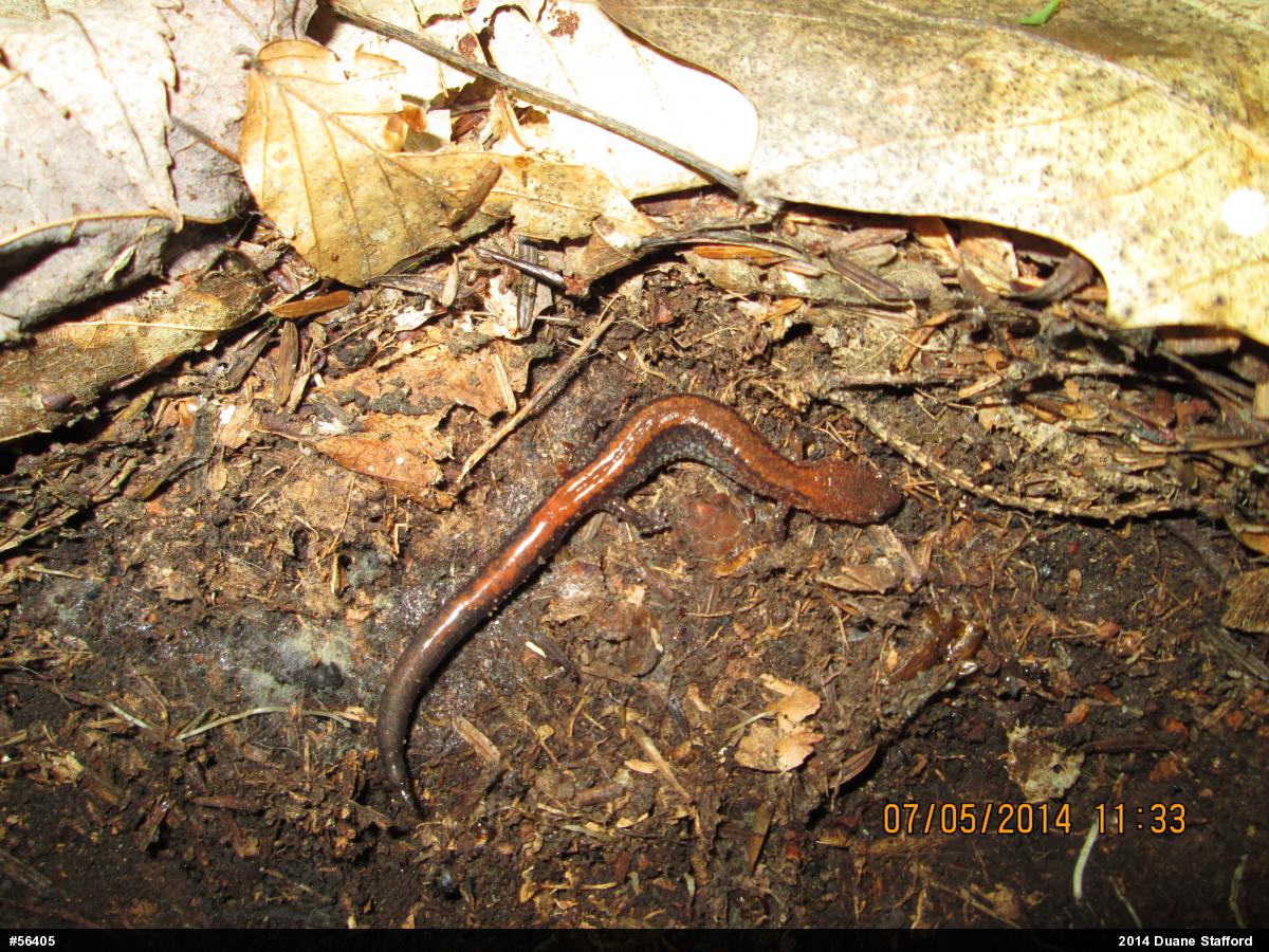 Eastern Red-backed  Salamander