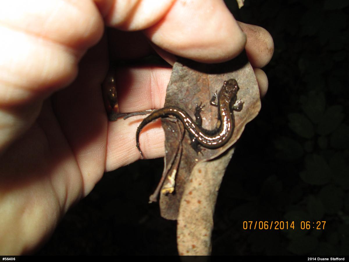 Allegheny Mountain Dusky Salamander