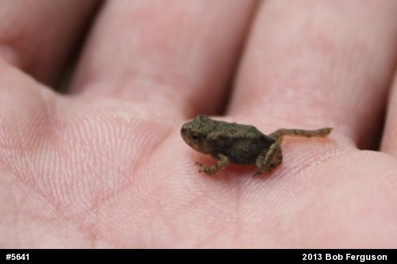 True Toads