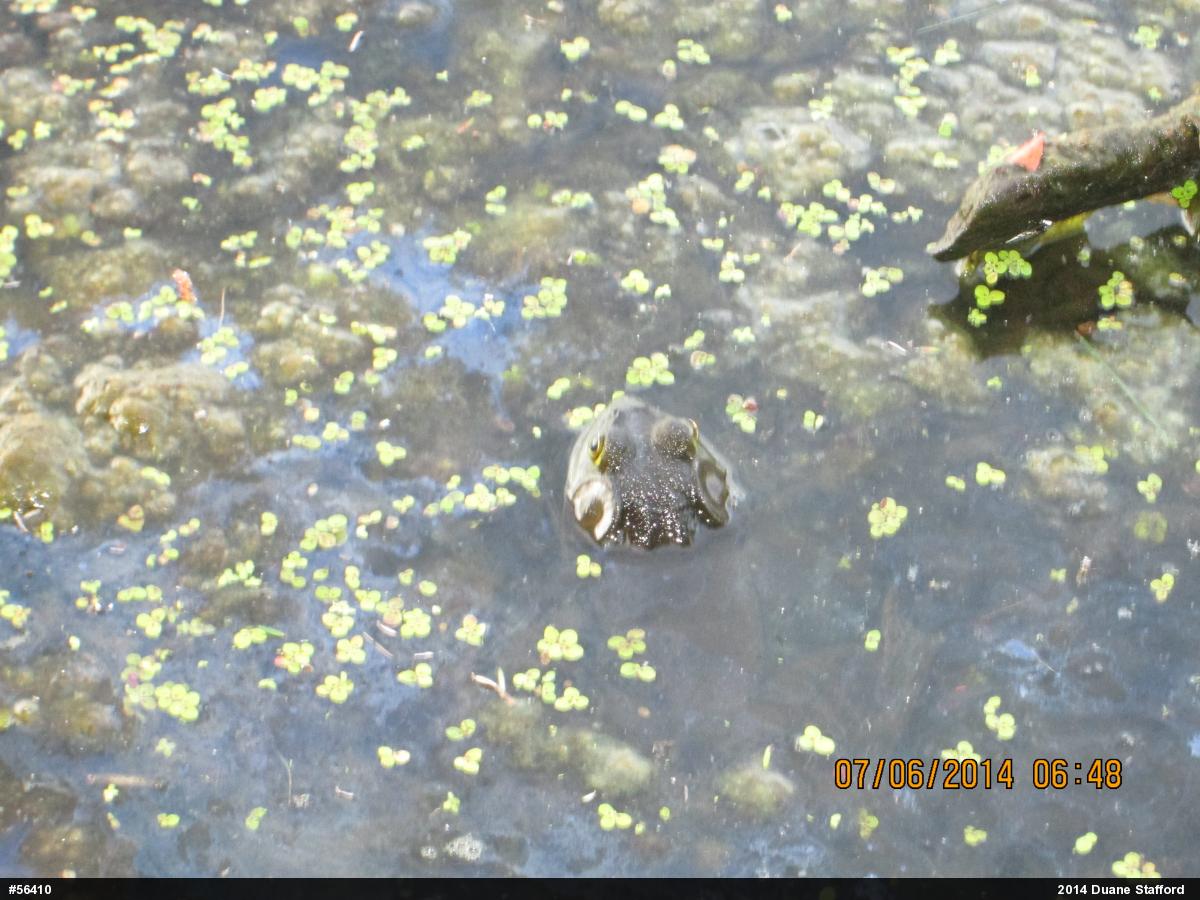 American Bullfrog