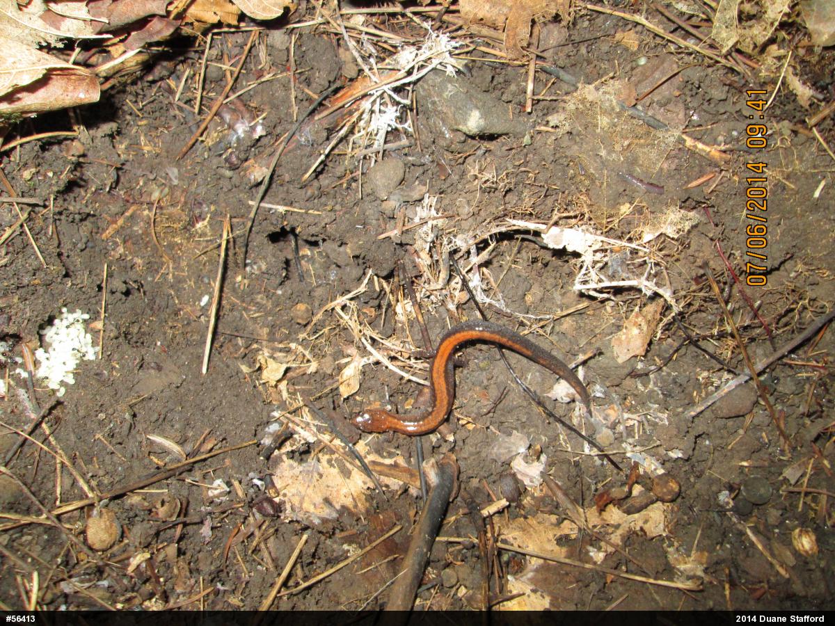Eastern Red-backed  Salamander
