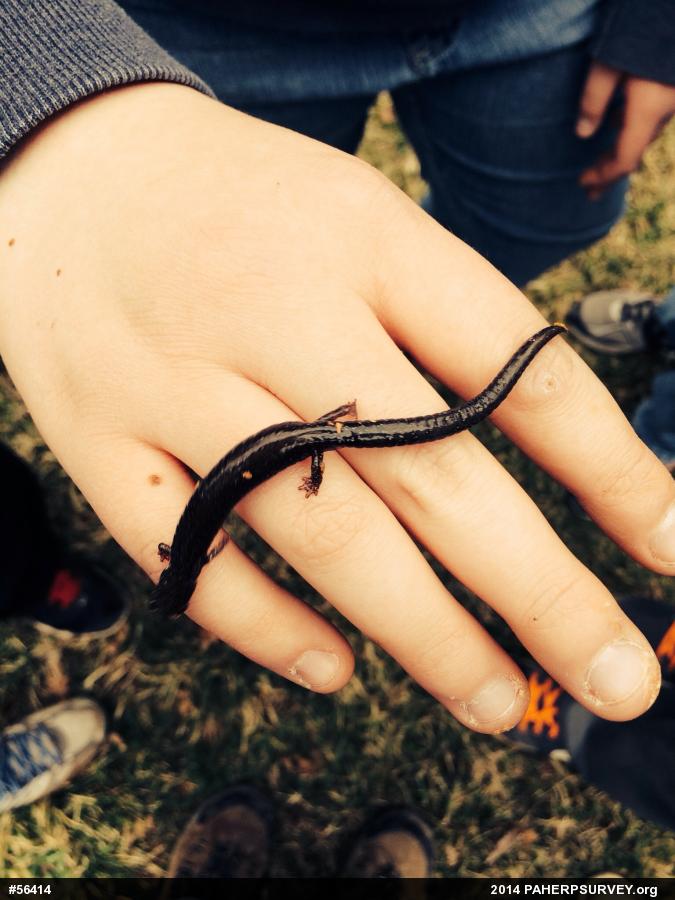 Woodland Salamanders
