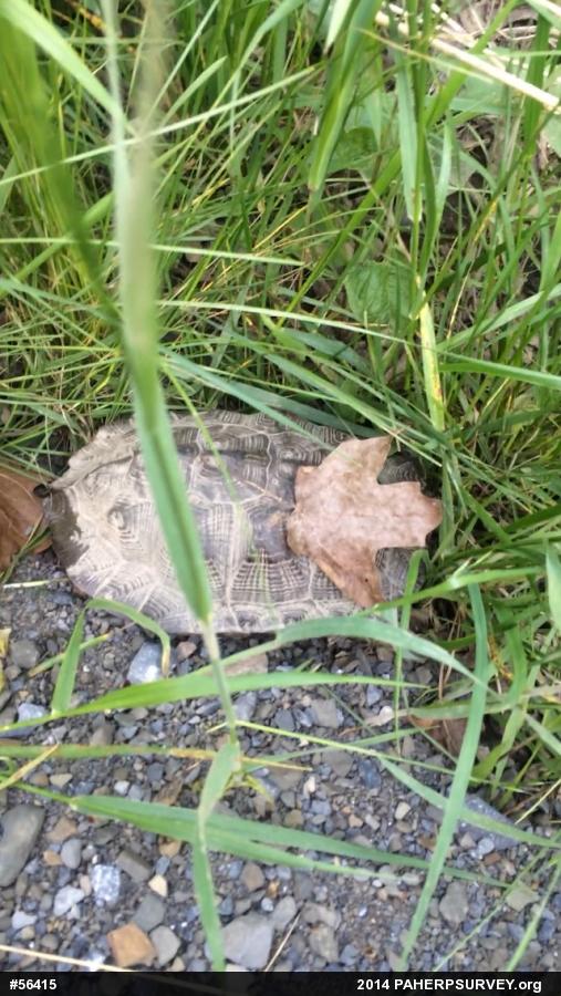 Wood Turtle