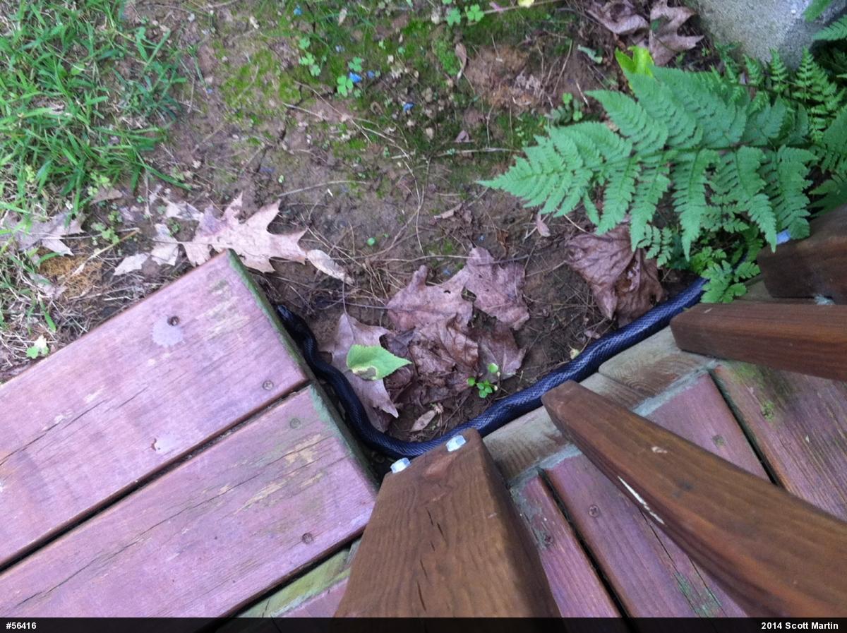 Eastern Ratsnake
