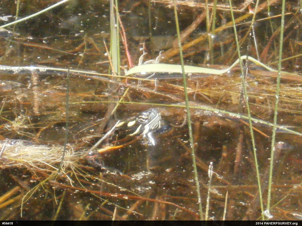 Painted Turtle