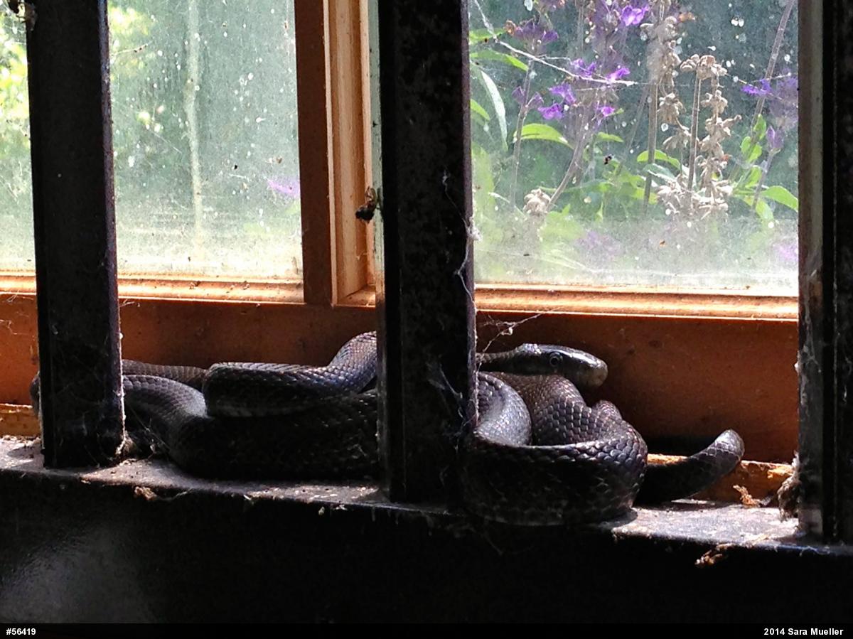 Eastern Ratsnake