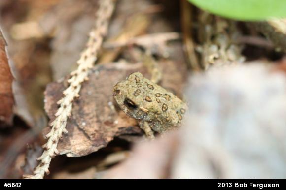 True Toads