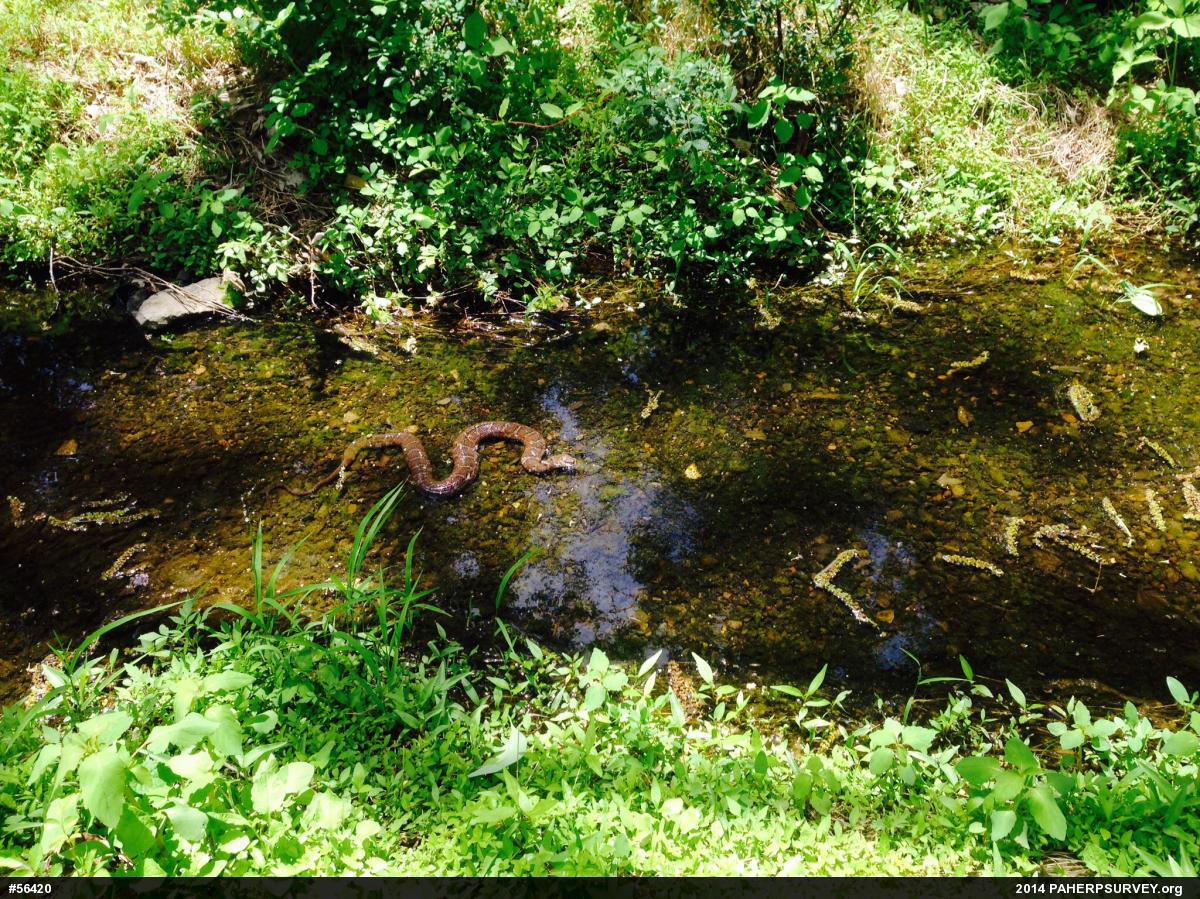 Northern Watersnake