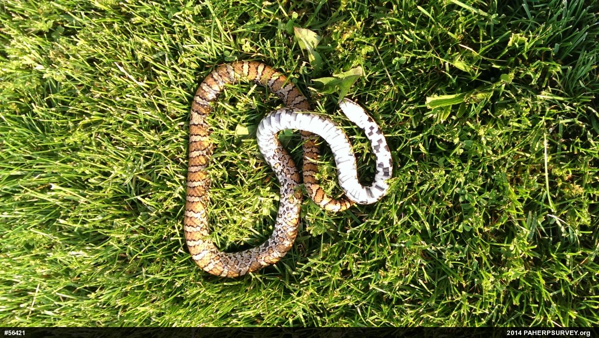 Eastern Milksnake