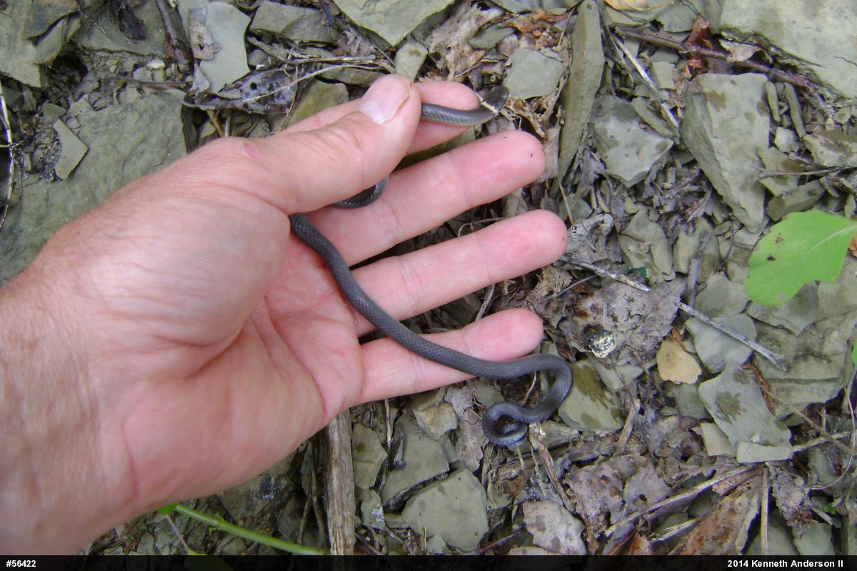 Northern Ring-necked Snake